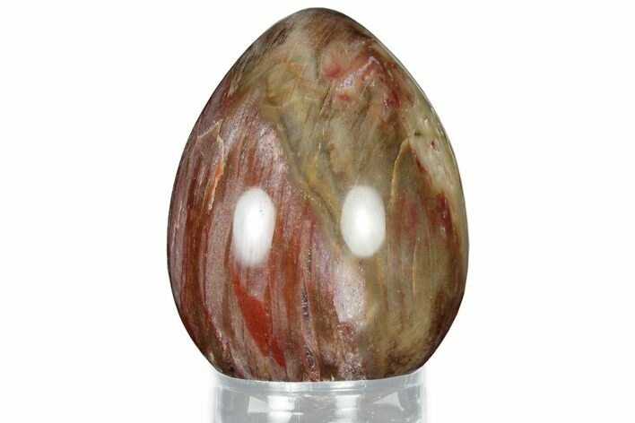 Colorful, Polished Petrified Wood Egg - Madagascar #318347